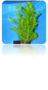Utrucularia sp